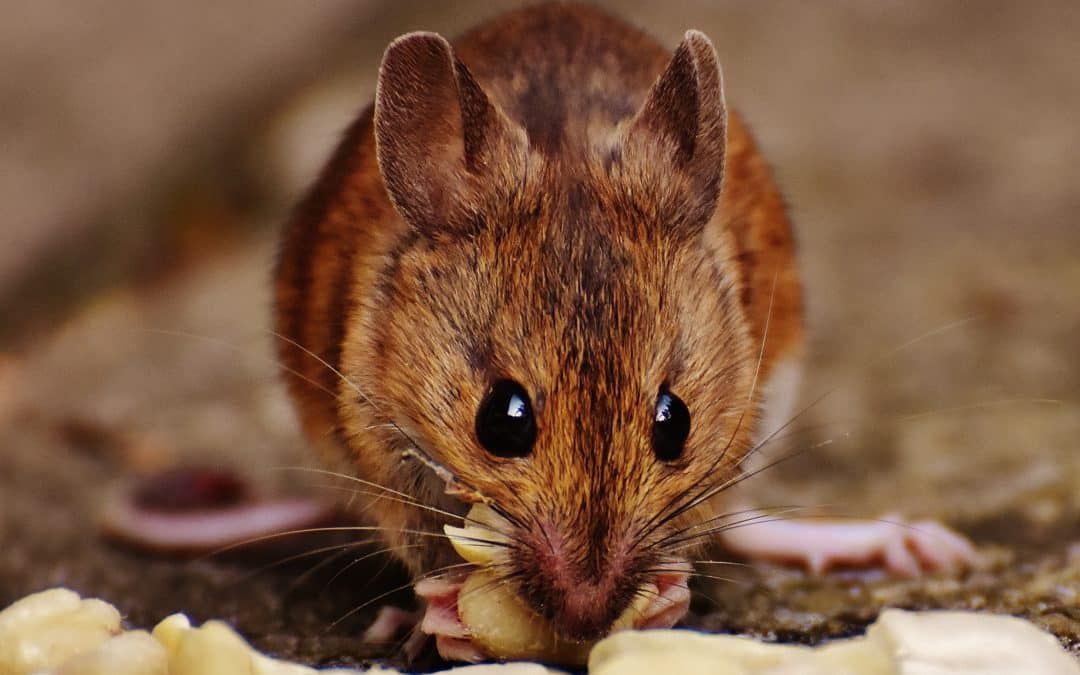 souris et dératisation à Bordeaux