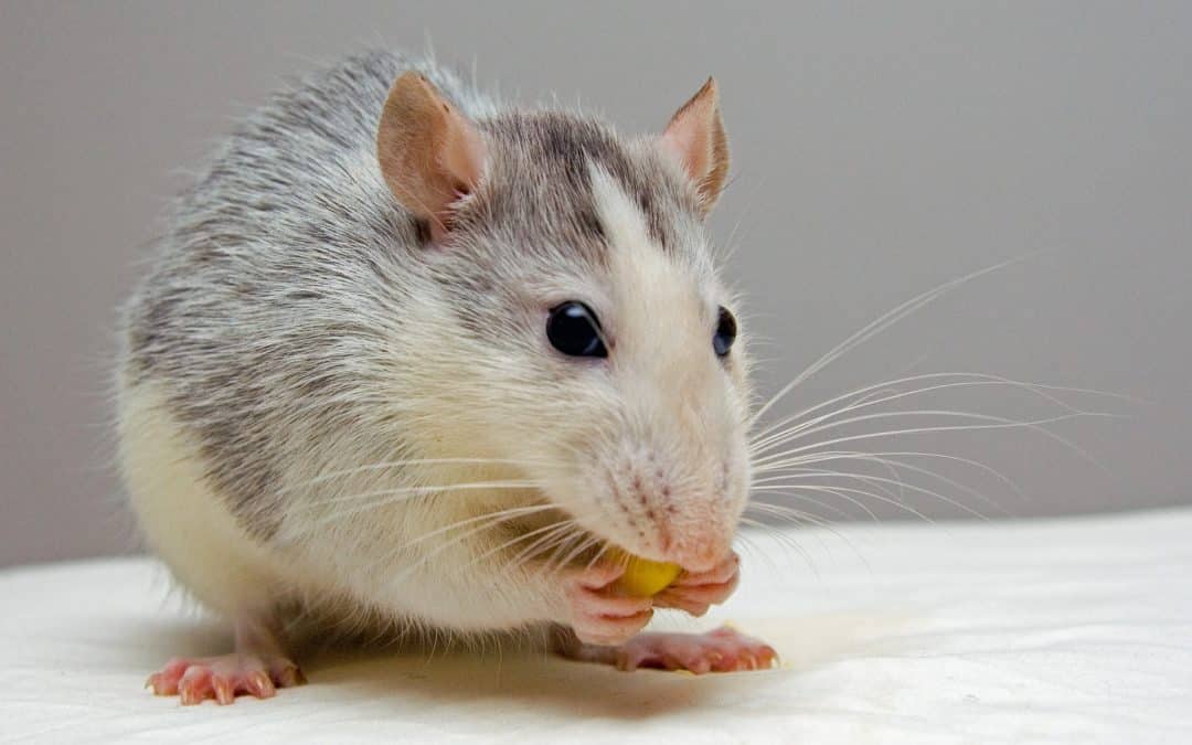 Souris à Bordeaux