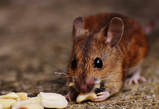 Souris et rongeurs à Bordeaux