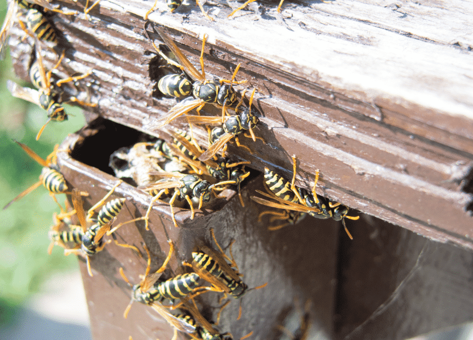 Frelon asiatique comment le reconnaitre