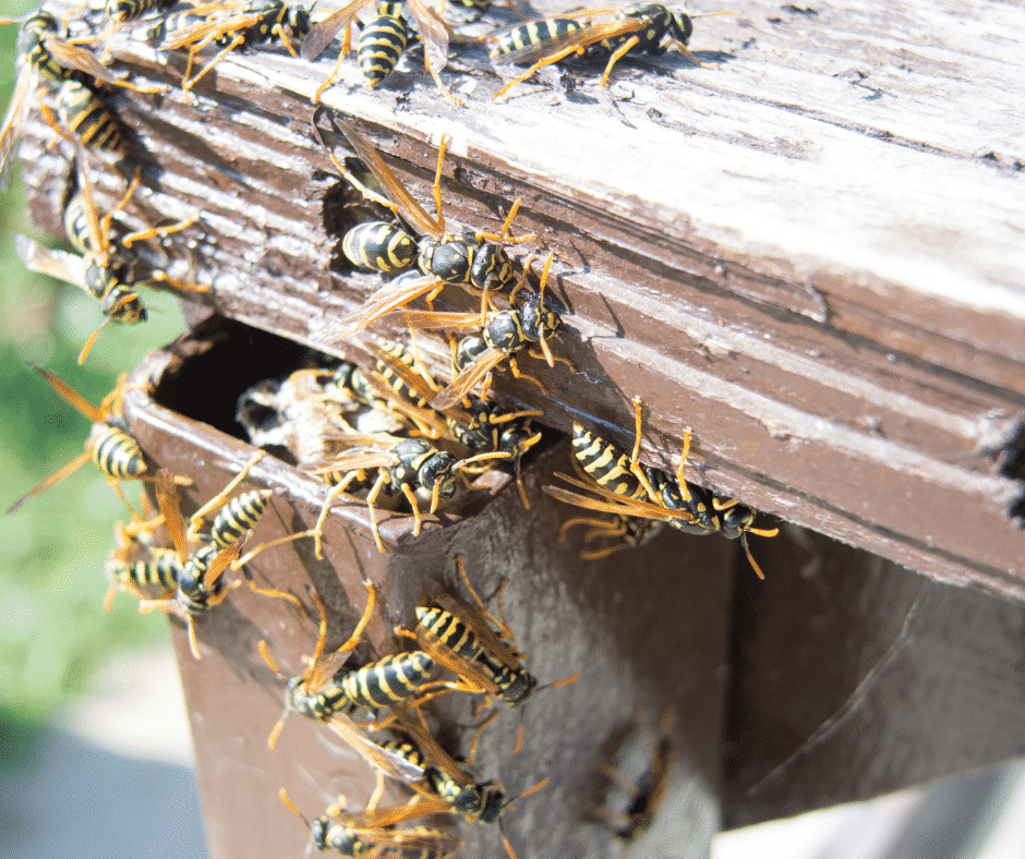 Frelon asiatique comment le reconnaitre