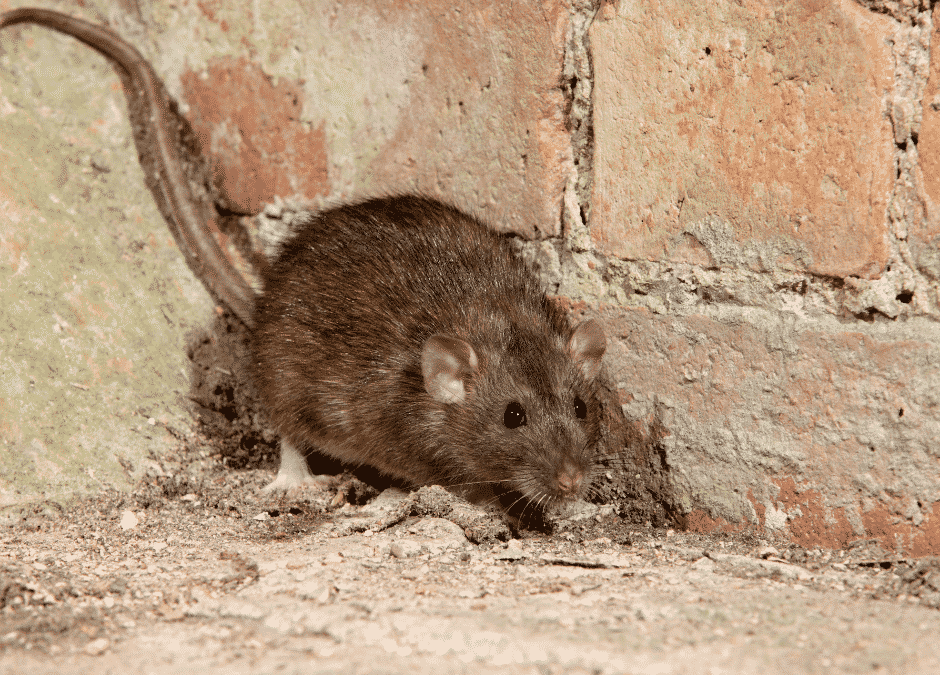 Les rats à Bordeaux