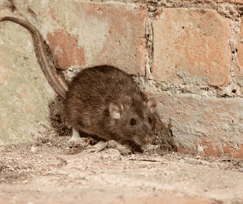 Les rats à Bordeaux