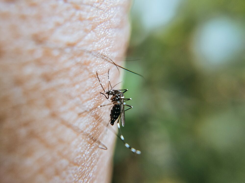 Désinsectisation à Bordeaux à cause des moustiques tigres