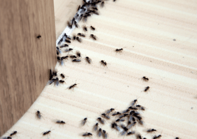 Protégez votre boulangerie des fourmis