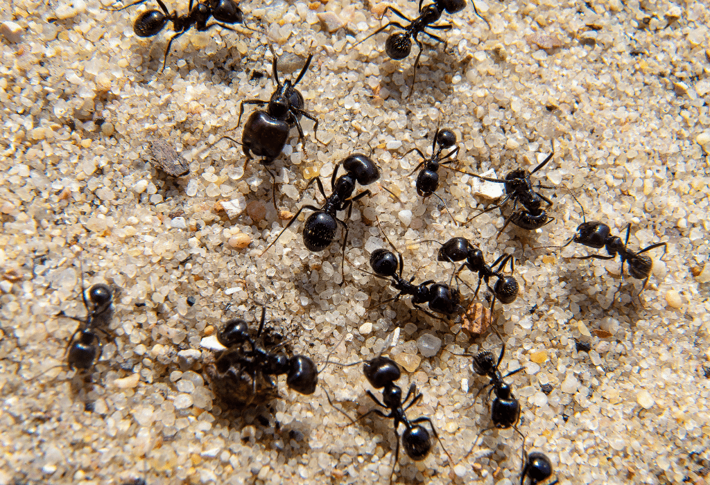 Désinsectisation des fourmis à Bordeaux et en Gironde