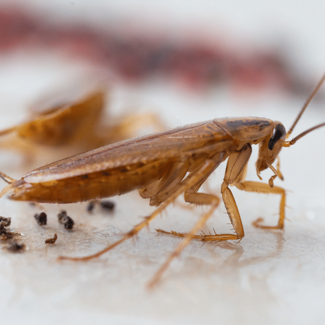 Traitement des nuisibles dans les restaurants