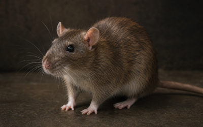 Combien de rats y a-t-il à Bordeaux ?